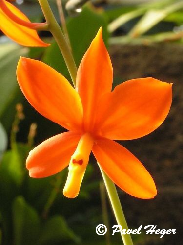 Encyclia vittelina